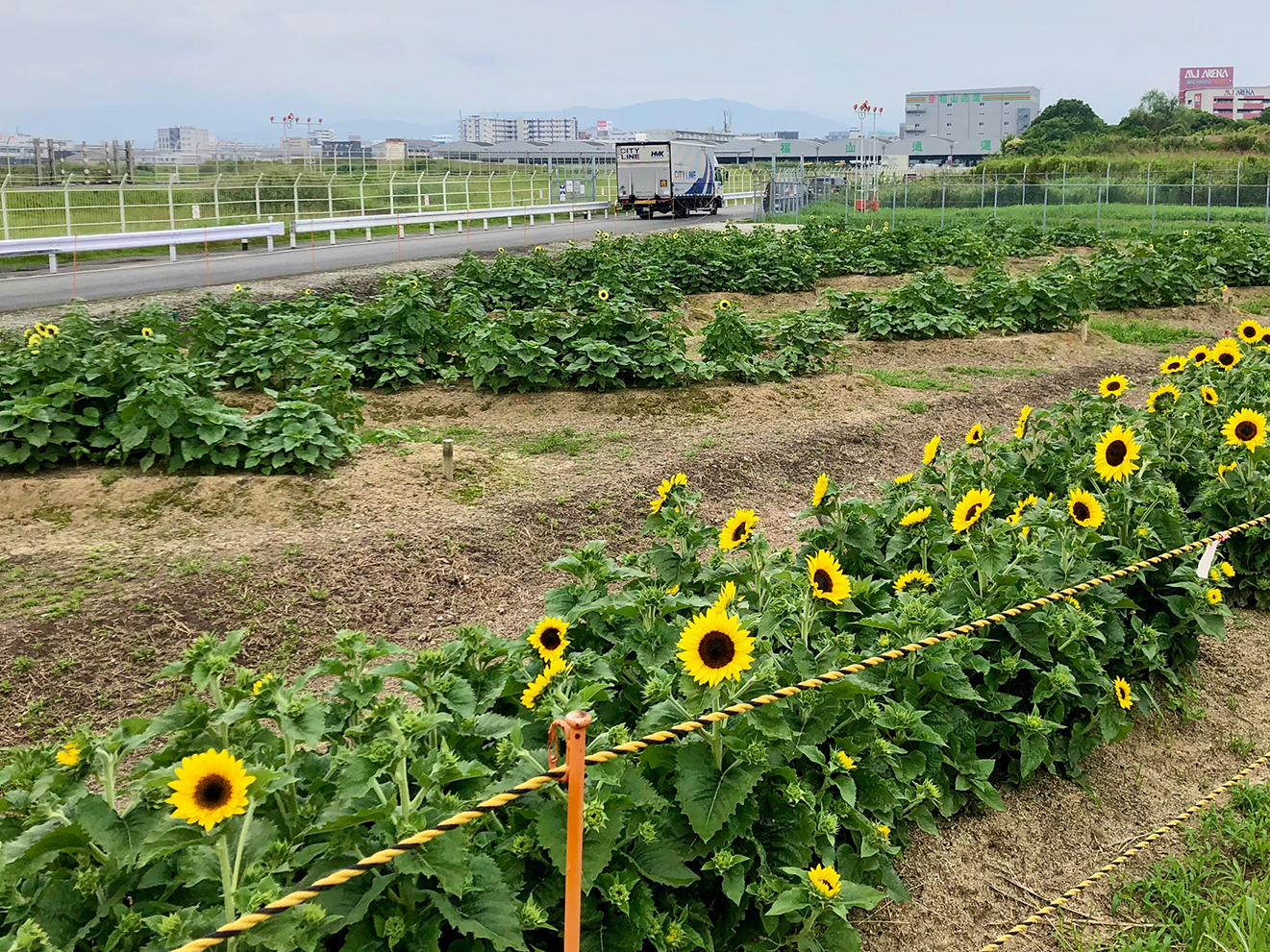 うらかわ園芸 福岡空港北側の畑