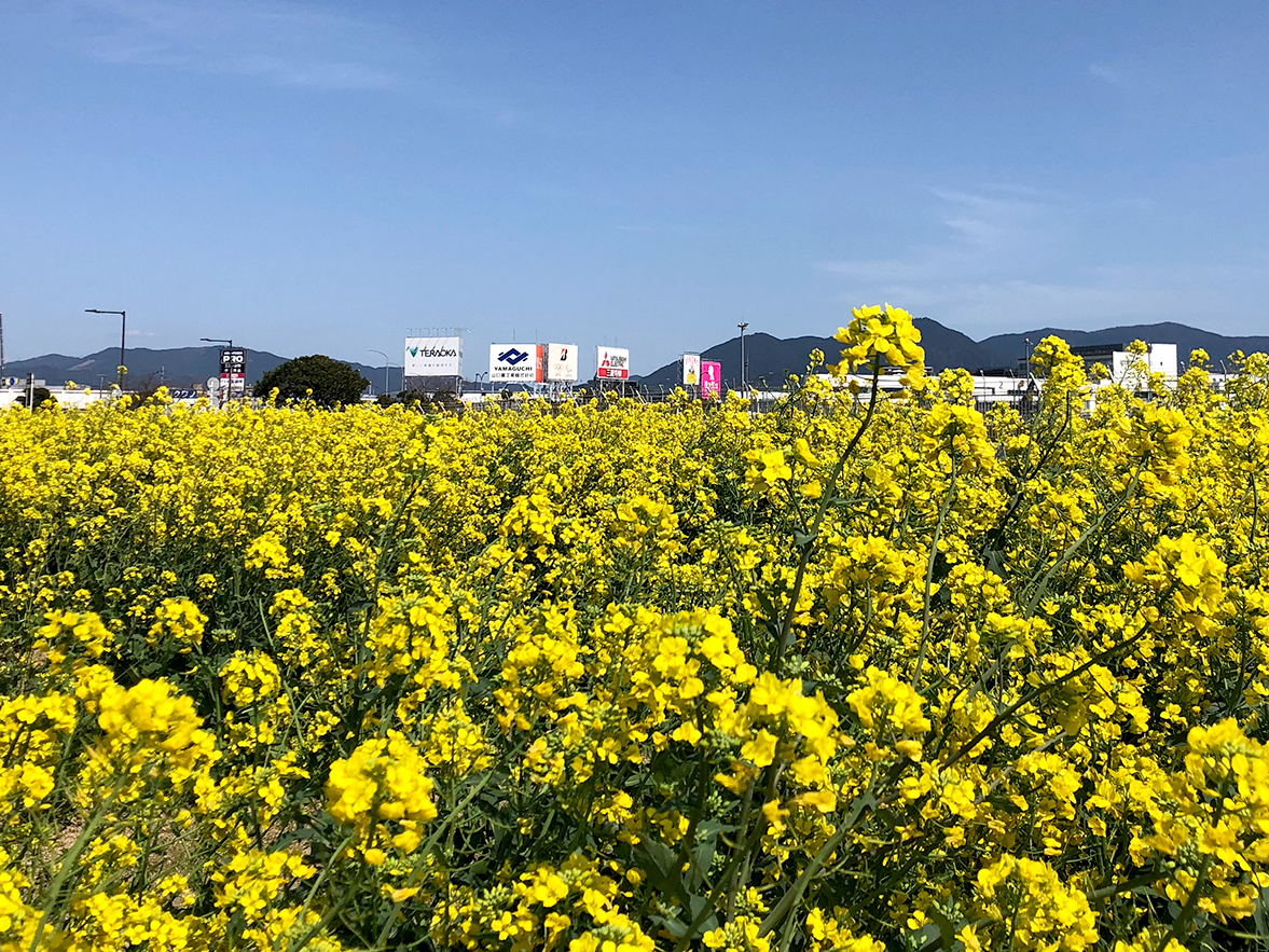 うらかわ園芸 福岡空港北側の畑