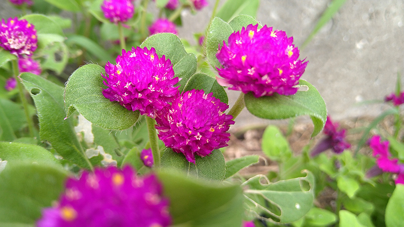 うらかわ園芸 うらかわ園芸に咲く花