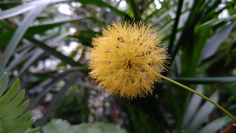 うらかわ園芸 うらかわ園芸に咲く花