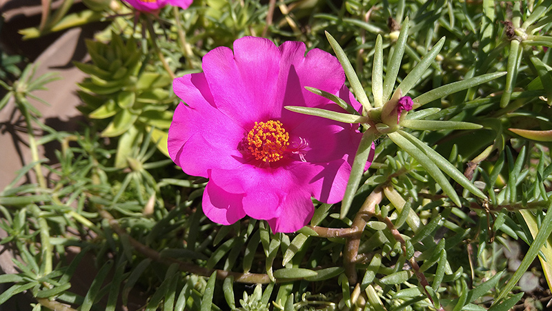 うらかわ園芸 うらかわ園芸に咲く花