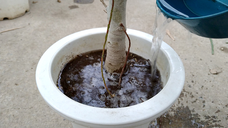 うらかわ園芸 観葉植物 基本の管理