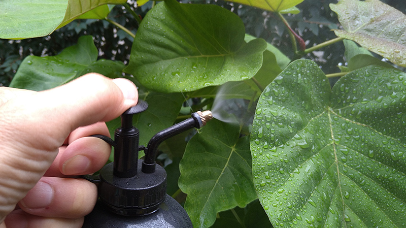 うらかわ園芸 観葉植物 基本の管理