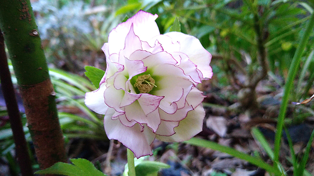 リスマスローズ