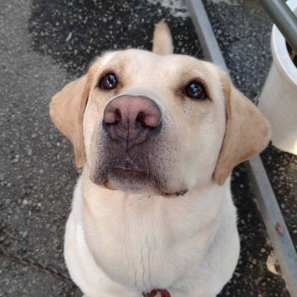 うらかわ園芸通信 番犬カーリン