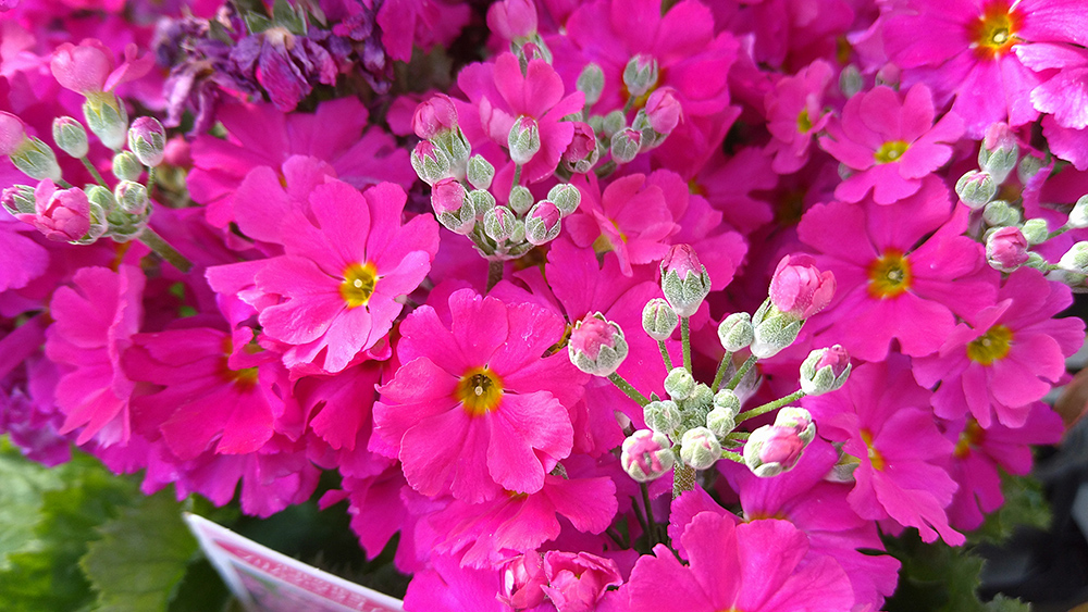 プリムラ・マラコイデス