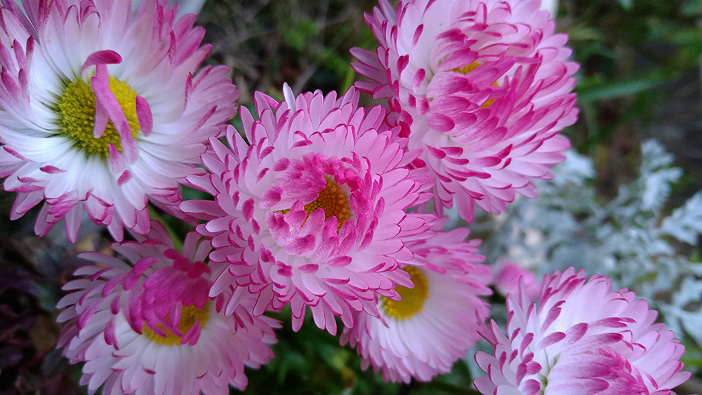 チロリアンデージー