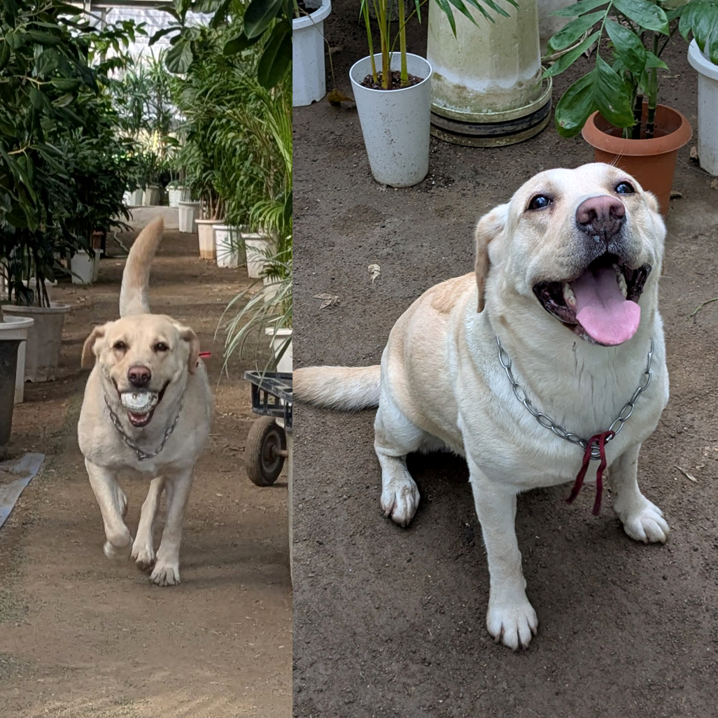 うらかわ園芸通信 番犬カーリン